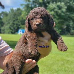 Boy 1 - male Newfypoo puppy in Shelby, Alabama from New Life Family Farm
