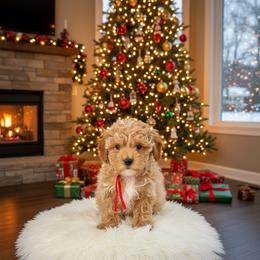Red collar boy - Apricot male Poodle puppy in Crete, Illinois from Plum Valley Pups