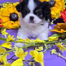 Black Tan Boy (green) - Black tan and white male Japanese Chin puppy in Tulsa, Oklahoma from Locust Creek Pugs & Japanese Chin's