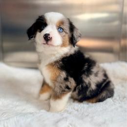 NIKE - Blue merle male Miniature Australian Shepherd puppy in Dayton, Washington from Rafter 22 Aussies