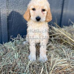 Matilda Mae English Teddybear - Apricot female Goldendoodle puppy in Grove, Oklahoma from Guinn Family Farms