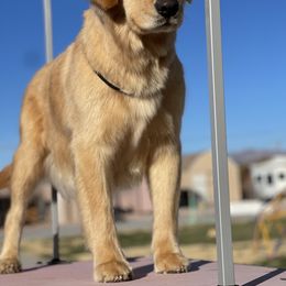 Millie - Golden Retriever
