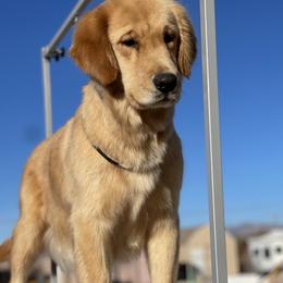 Millie - Golden Retriever