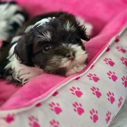 Enzo - Chocolate male Havanese puppy in Hawthorne, Florida from Havanese Acres