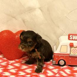 Alvin (orange collar) - Chocolate and tan male Yorkshire Terrier puppy in Jacksonville, Florida from TLJ Choco Yorkie Love