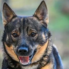 Poe - Swedish Vallhund