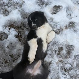 Aurora - Black and white female Pomsky puppy in La Vergne, Tennessee from Atencio Pomsky