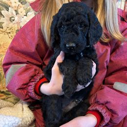 Little Boo - Phantom male Poodle puppy in St. Johnsbury, Vermont from Poodles of the Northern Woods