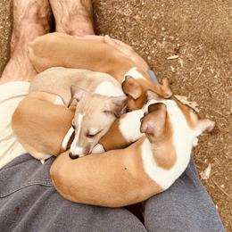Italian Greyhound puppies from Concordia