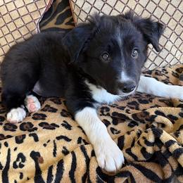 E - Black and white male Border Collie puppy in Burlington, Kentucky from Murphys Farm