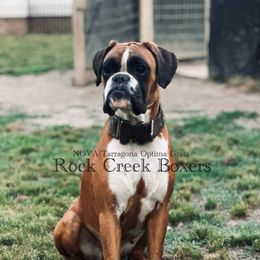 Nova - Boxer