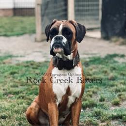 Nova - Boxer