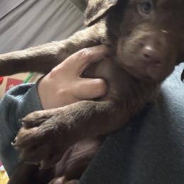 Baby 7 - Brown male Chesapeake Bay Retriever puppy in Prior Lake, Minnesota from Rivertown Retreivers