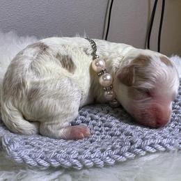 Pumpkin - Parti female Goldendoodle puppy in Boaz, Alabama from Doodles All Day