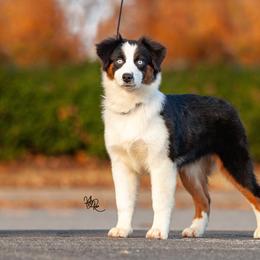 Miniature American Shepherd Puppies from TaraFox Miniature American Shepherds