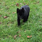 Schipperke Puppies from Karric Kennels