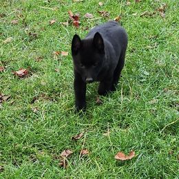 Schipperke Puppies from Karric Kennels