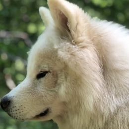 Moon Man - Siberian Husky