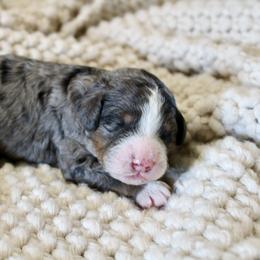 Legend - Blue merle male Bernedoodle puppy in Apple Creek, Ohio from Cuddle Paws