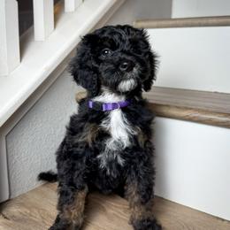 Professor Plum (purple collar male) - Phantom male Goldendoodle puppy in Murrieta, California from Apricot Poodles & Goldendoodles, LLC
