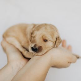 Goldendoodle Puppies from Pitter Patter Puppies