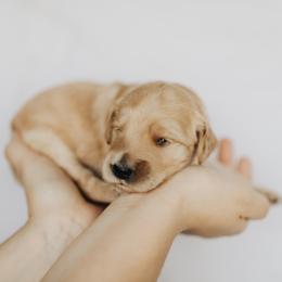 Goldendoodle Puppies from Pitter Patter Puppies