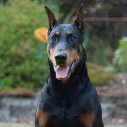 Hades - Doberman Pinscher