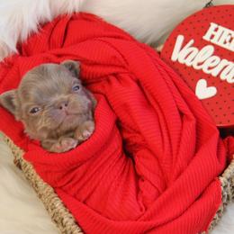 Isabella Fluffy Boy - Liver male French Bulldog puppy in Piedmont, Oklahoma from 5A Frenchies