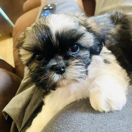 Shih Tzu Puppies from Willow Lane Shih Tzus