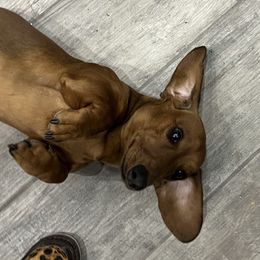 Oaty - Dachshund