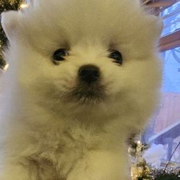 Goofy - Pomeranian puppy from Puppy Love Heaven