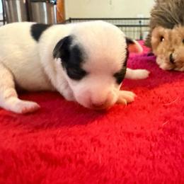 Anna (runt) - Black and white female Chihuahua puppy in Seneca, Missouri from Stephanie’s Puppy Colony