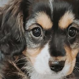 Companion Crosses from Columbia Basin Puppies