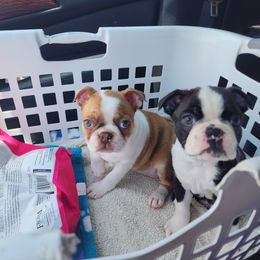Boston Terrier and French Bulldog Puppies from Peachy Keen Bostons and Frenchies