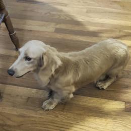 James - Cream male Dachshund puppy in Mt. Sterling, Illinois from Doxie Do's