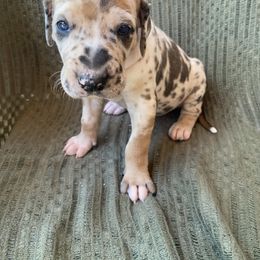 Genesis ( turquoise collar) - Harlequin female Great Dane puppy in Spartanburg, South Carolina from Pawlmetto Danes
