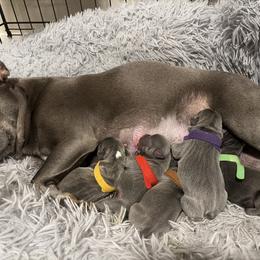 French Bulldog Puppies from Michelle’s Frenchies