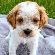 Girl 3 - Orange and white female French Brittany puppy in Reedsburg, Wisconsin from Winterdream Kennel