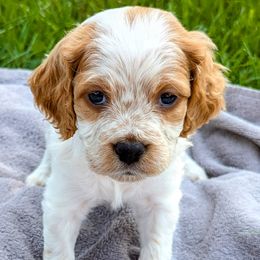 Girl 3 - Orange and white female French Brittany puppy in Reedsburg, Wisconsin from Winterdream Kennel