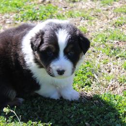 Simon - Black tri-color male Australian Shepherd puppy in Kansas, Oklahoma from Windy G Farm