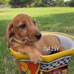 Daisy-wirehair - Red female Dachshund puppy in Blair, Oklahoma from North Fork Doxies-Okla