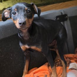 BLBKM1-Orange - Black and rust male Miniature Pinscher puppy in Middle Point, Ohio from Knisely's Min Pins-AKC