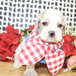 Rusty - Buff and white male Cocker Spaniel puppy in Rattan, Oklahoma from Double M Cocker Spaniels