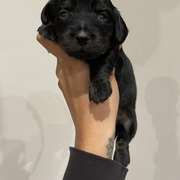 Dachshund Puppies from Lucky 11 Ranch