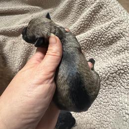 Liberty - Sable male Schnoodle puppy in Temple, Texas from Schnauzers Of Taylor