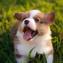 American Corgi and Pembroke Welsh Corgi Puppies from High Cotton Corgis