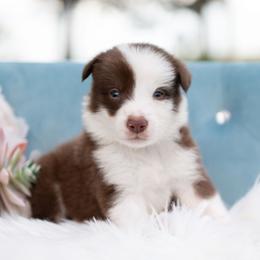 Reverie - White and red male Border Collie puppy in Conway, Missouri from 2J 2K Border Collies | Maremma Sheepdogs