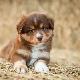 Aussiedoodle and Miniature American Shepherd Puppies from King Family Ranch