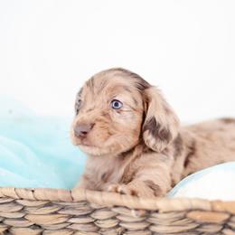 Lockwood -FULL AKC REGISTRATION- - Dapple male Dachshund puppy in Neosho, Missouri from Kenny Cave K9s