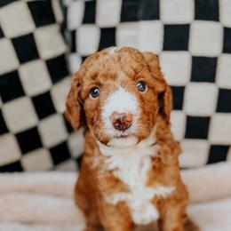 Andy - Red  male Goldendoodle puppy in Lakeland, Florida from Rolling Oak Doodles